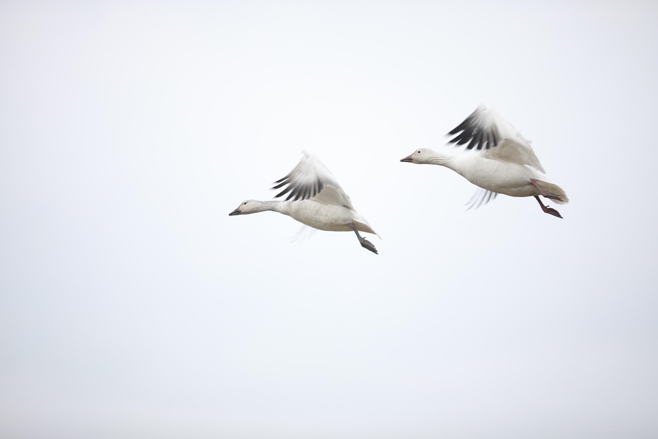 Korting Aviodrome Lelystad