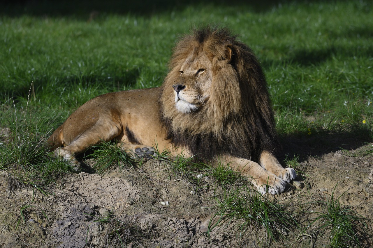 Korting Safaripark Beekse Bergen Hilvarenbeek