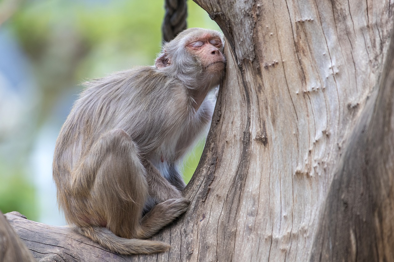 Korting Ouwehands Dierenpark Rhenen