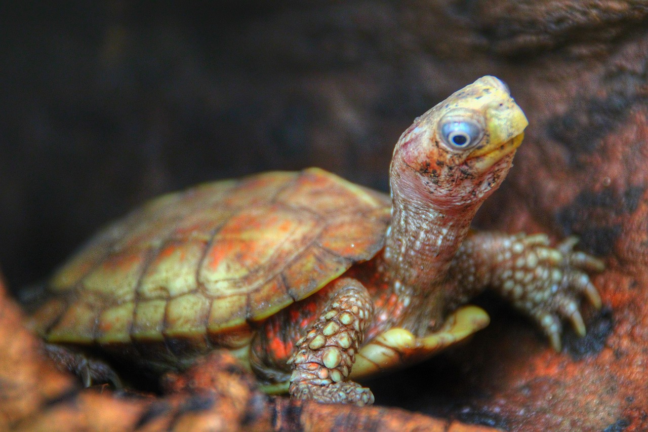 Beste mini oven voor studenten