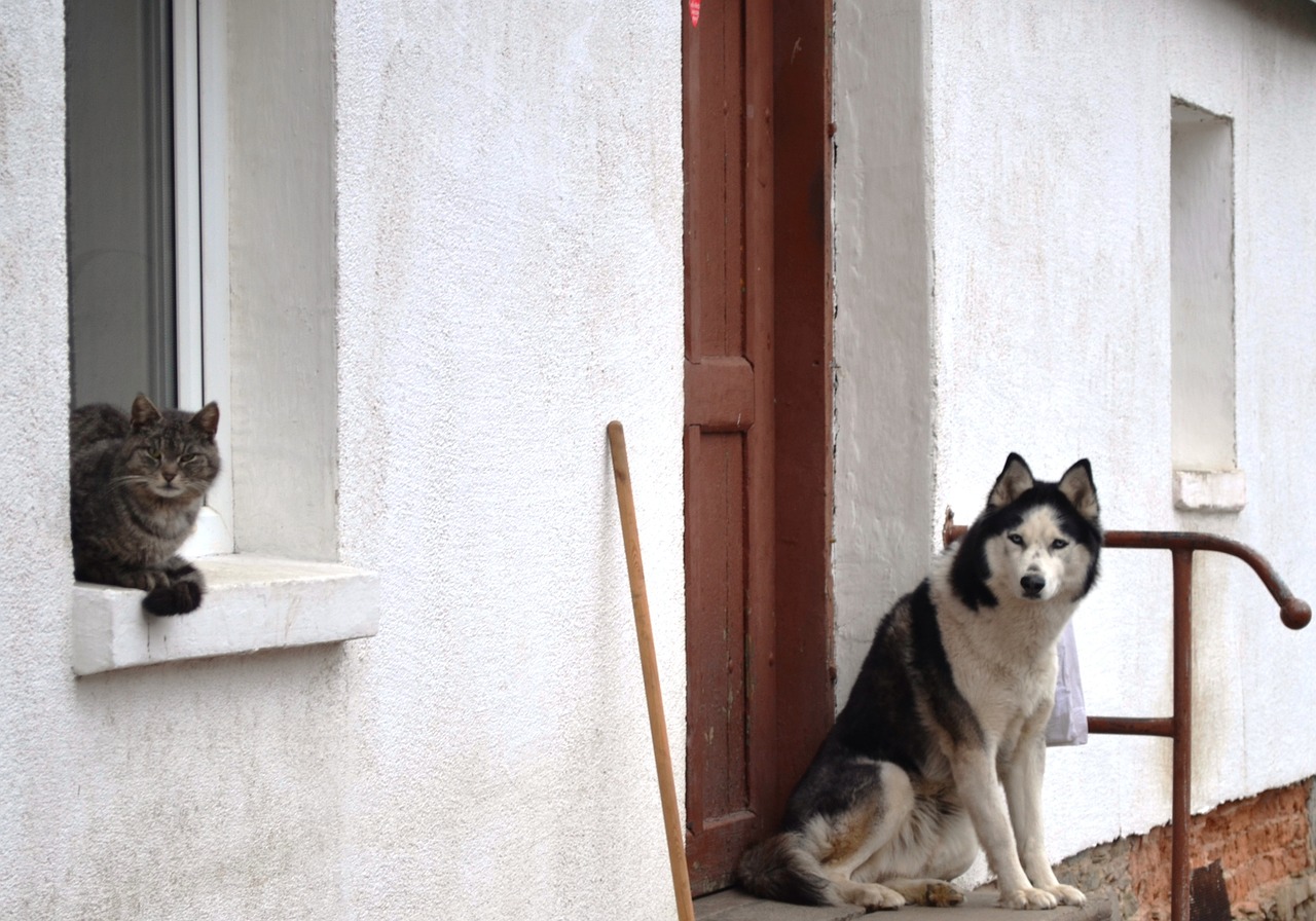 Beste kruimeldief voor dierenharen