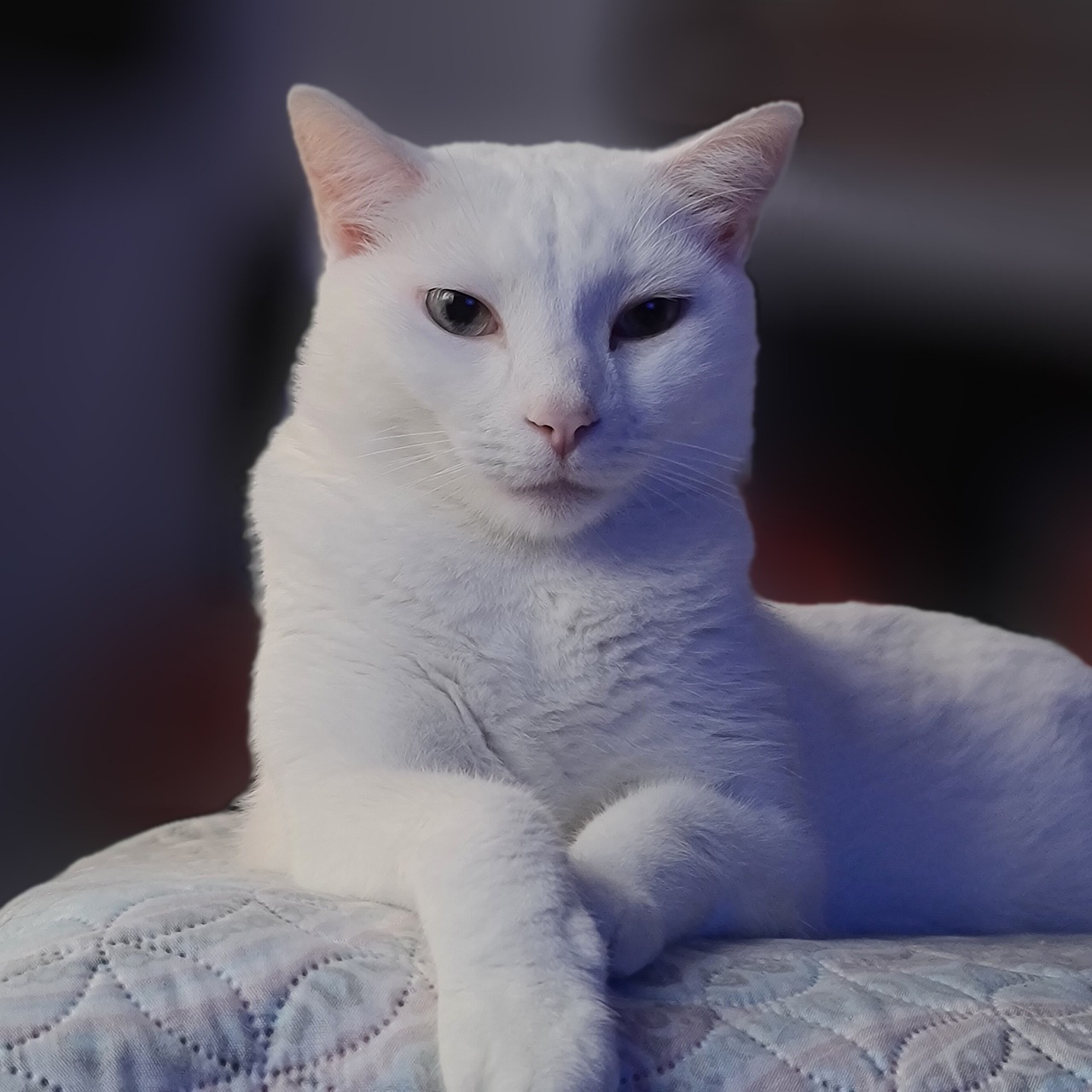 Action speakers vs JBL Go – wat is de beste budgetspeaker?